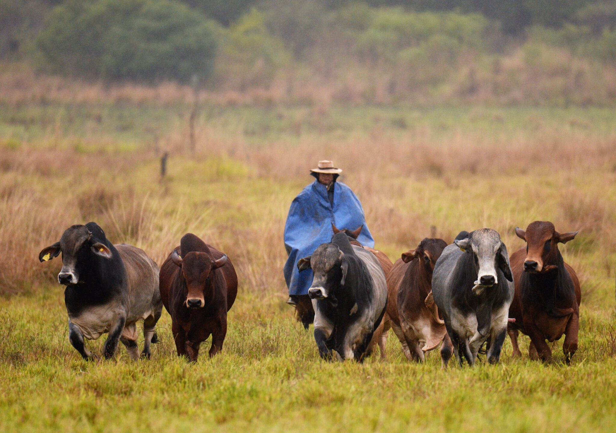 pro-a-pro-2020-cabaa-brahman-braford-don-jos_50703178563_o