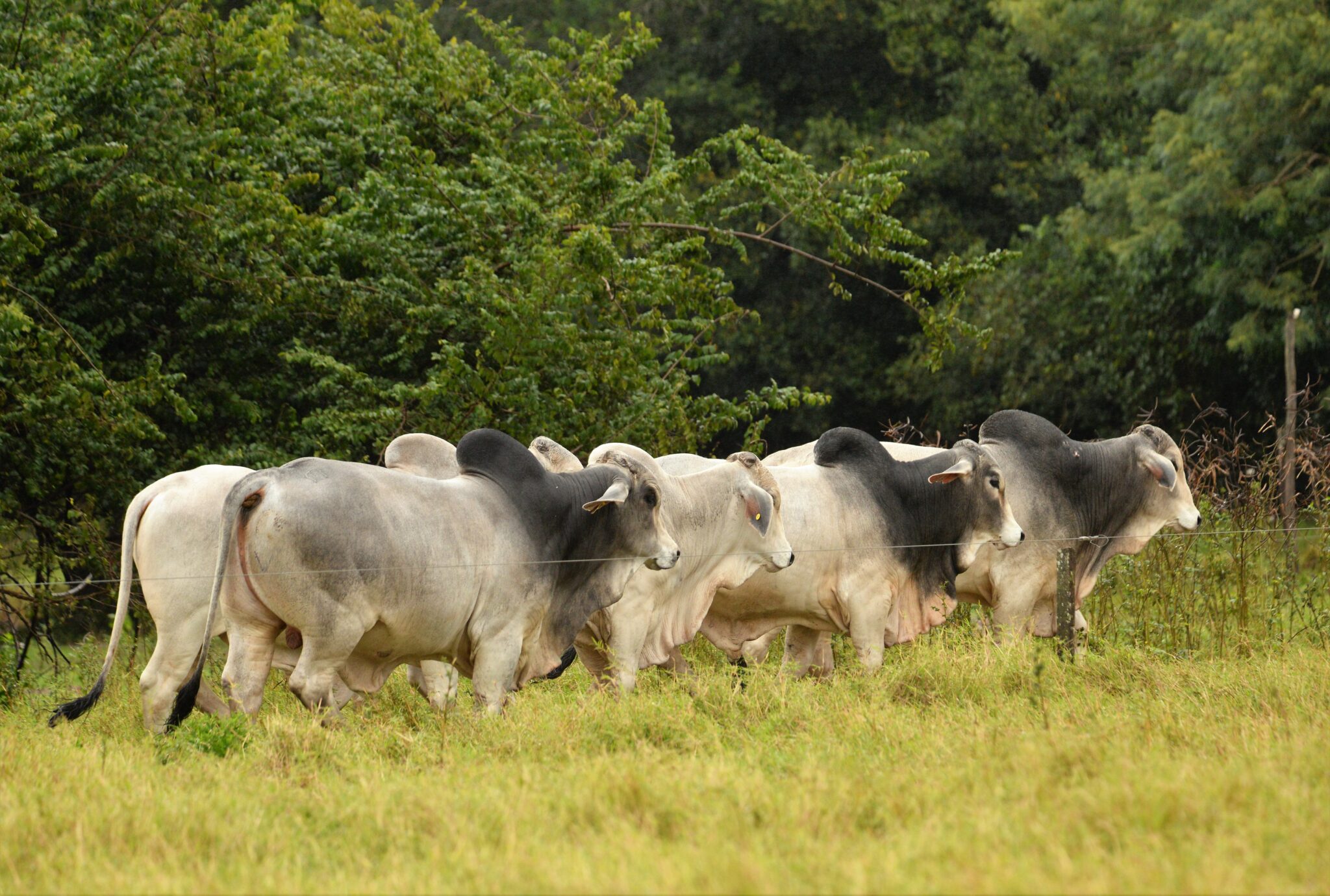 pro-a-pro-2020-cabaa-brahman-braford-don-jos_50703919656_o